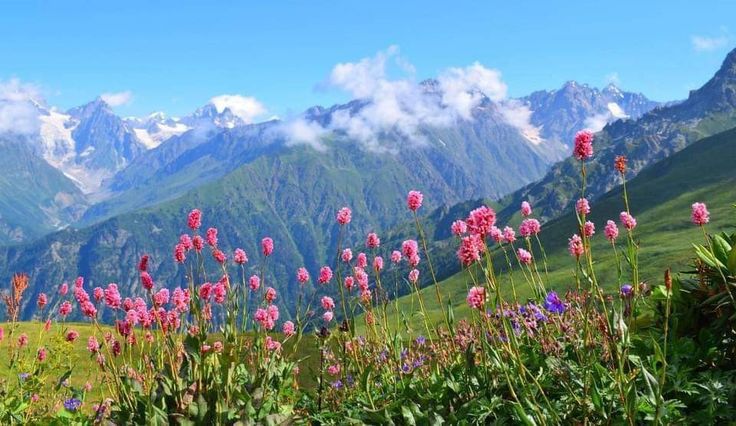 Valley of Flowers